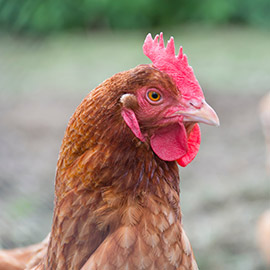 ARTICLES FOR HENS AND CHICKENS