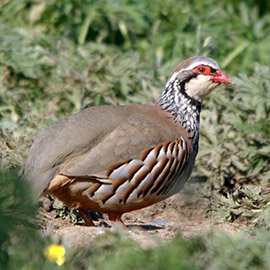PRODUCTS FOR PARTRIDGES AND QUAILS