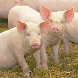 PRODUCTS FOR PIGS
